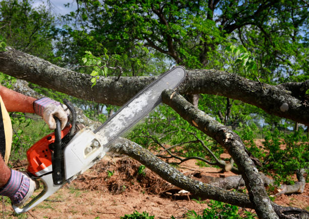 How Our Tree Care Process Works  in Harleigh, PA